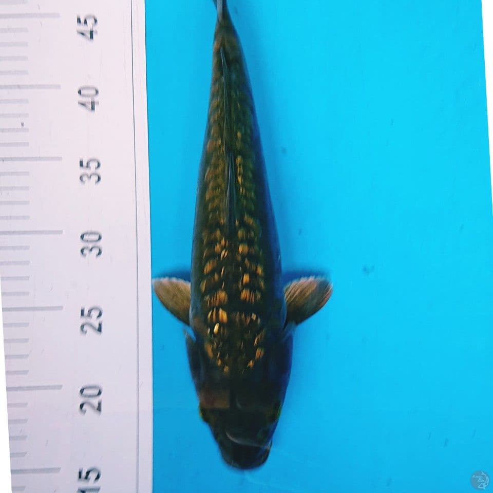 CHAGOI ARAGOKE GINRIN 35 CM