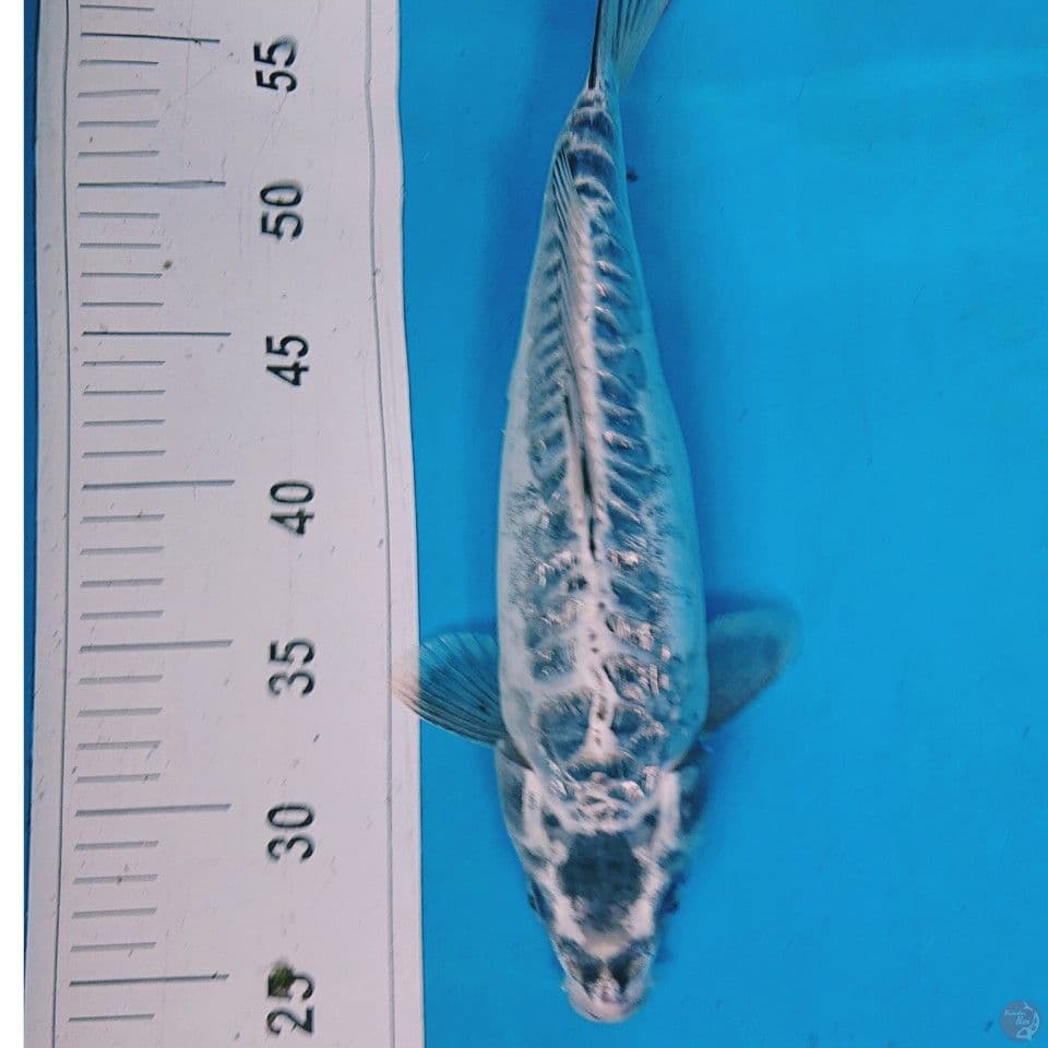 KIKO 35 CM