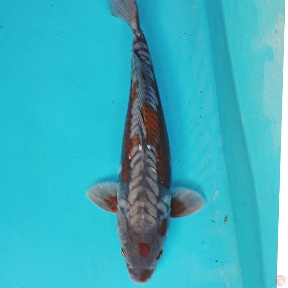 OCHIBA ARAGOKE 37 CM