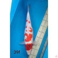KANOKO KOROMO, 39CM FEMALE