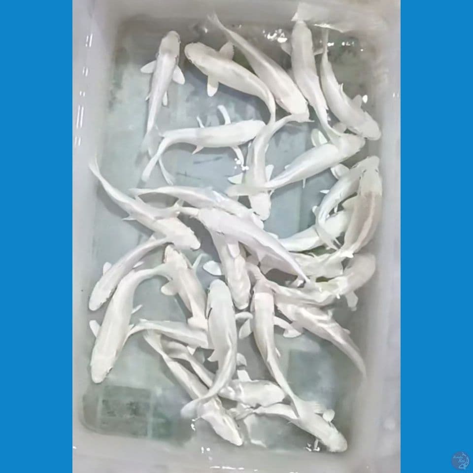 platinum 25 ekor 15-18 cm