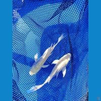 aragoke kumpay platinum sz 16
