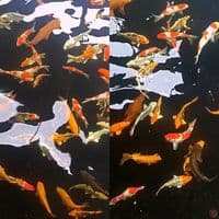 Borongan kolam filter mix kohaku kujaku polosan sz 20-30 75 ekr