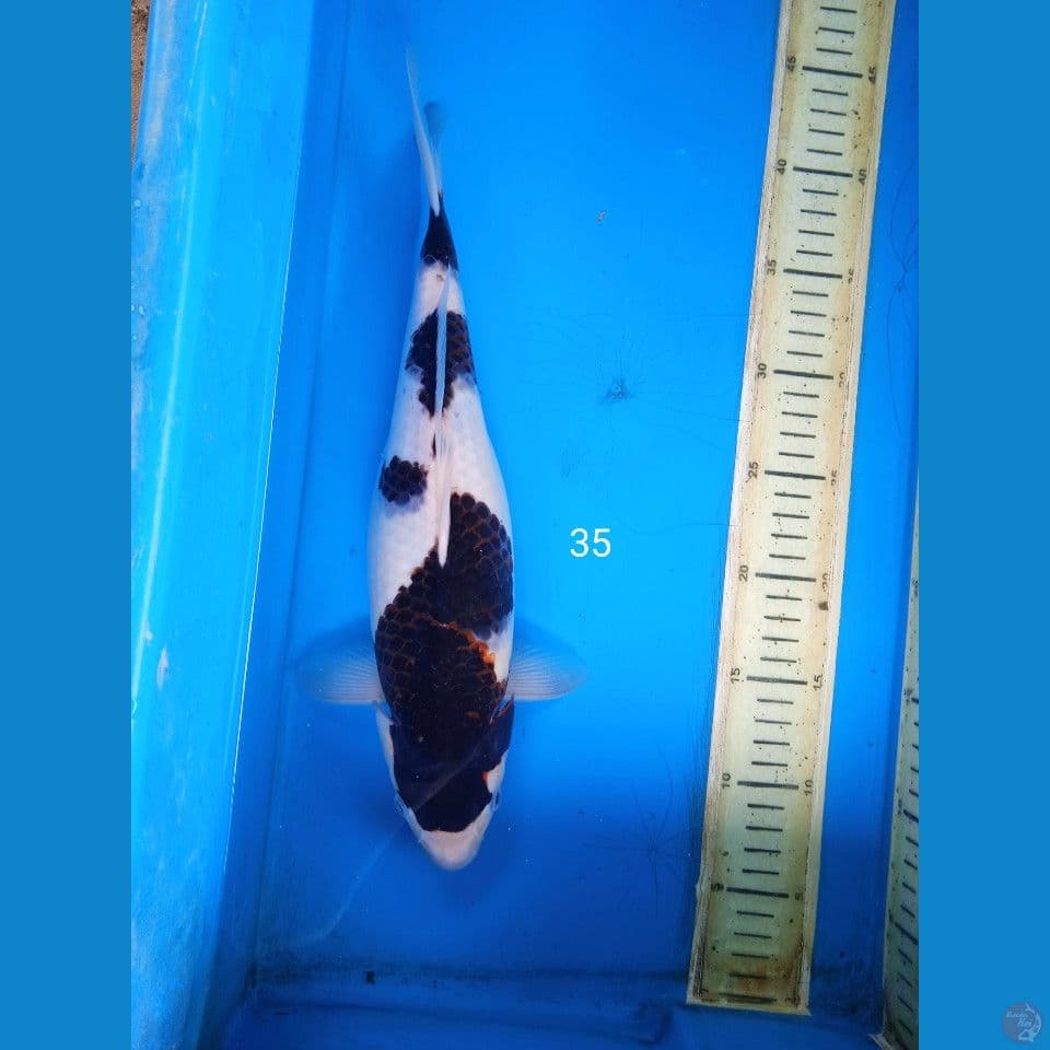 goromo 35cm