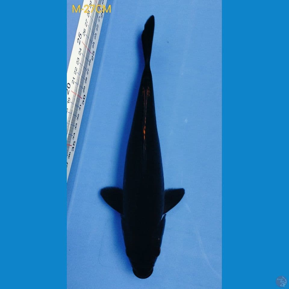 Black Chagoi 28cm