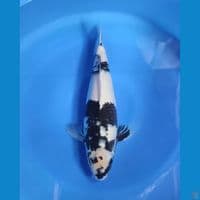 SHIRO -  42cm putih HQ