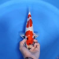 SHOWA - Good patern 30cm male 