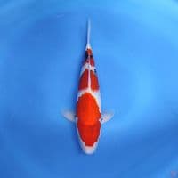 SHOWA - 29cm  male good patern
