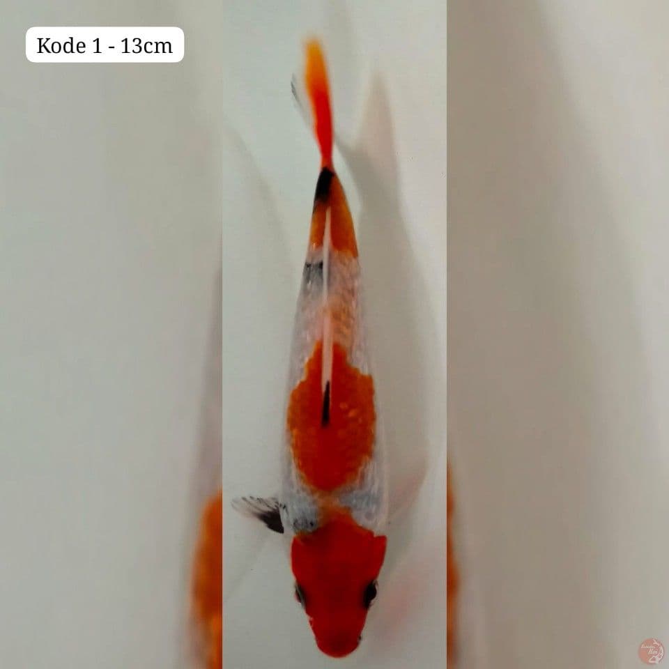 kode 1