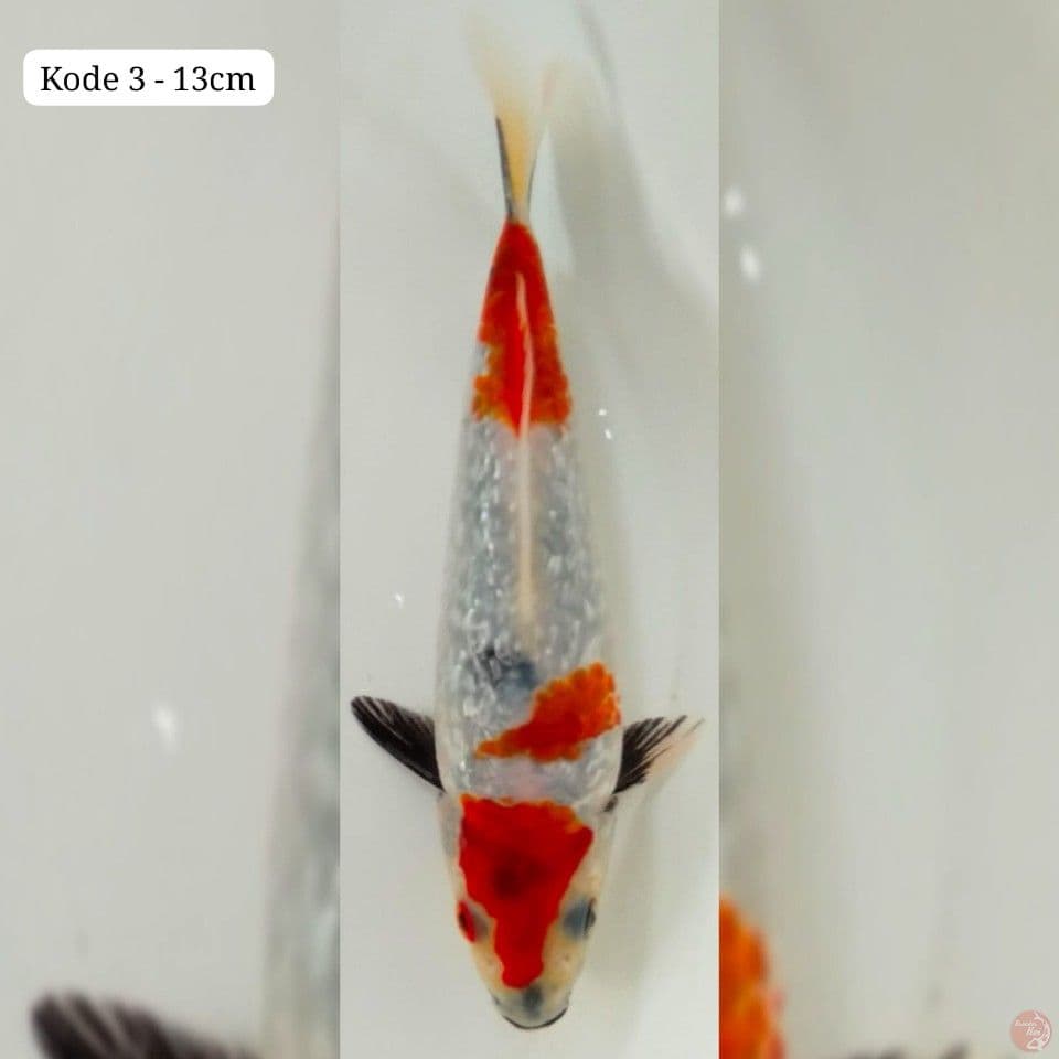 kode 3