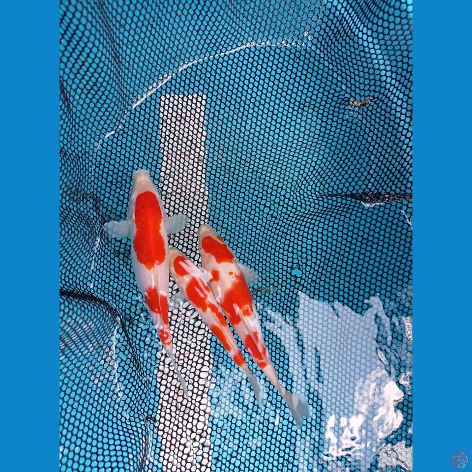 Kohaku Orihinal 14-17 cm