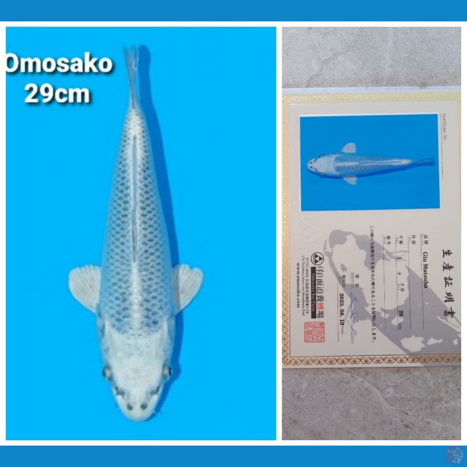 OMOSAKO KIN MATSUBA 29CM SERTI