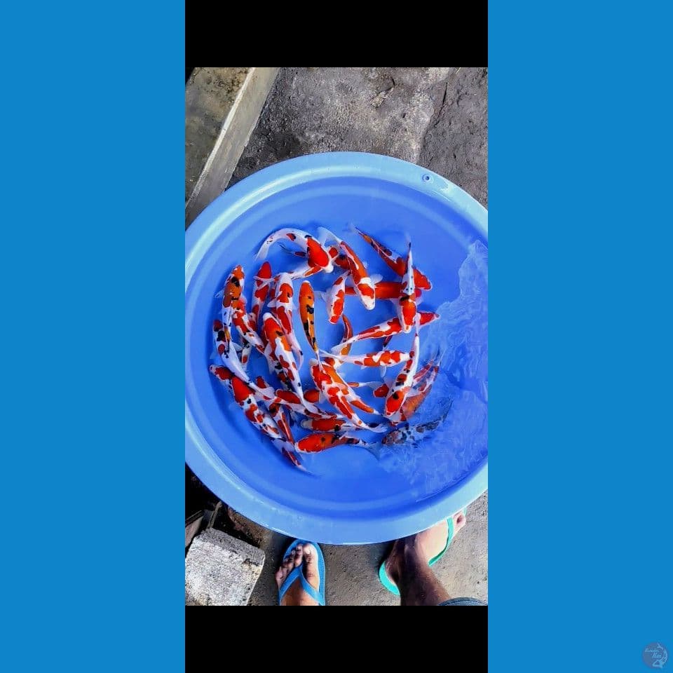 grade a 20-25cm 35pcs