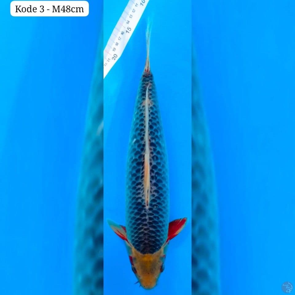 K3 Asagi 48cm
