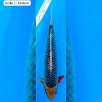K3 Asagi 48cm
