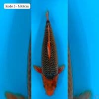 K5 Aka Matsuba 48cm