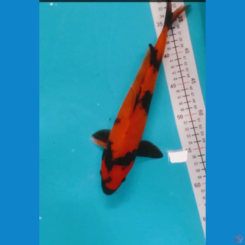 Utsuri 30 cm