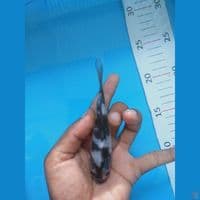 shiro 12 cm