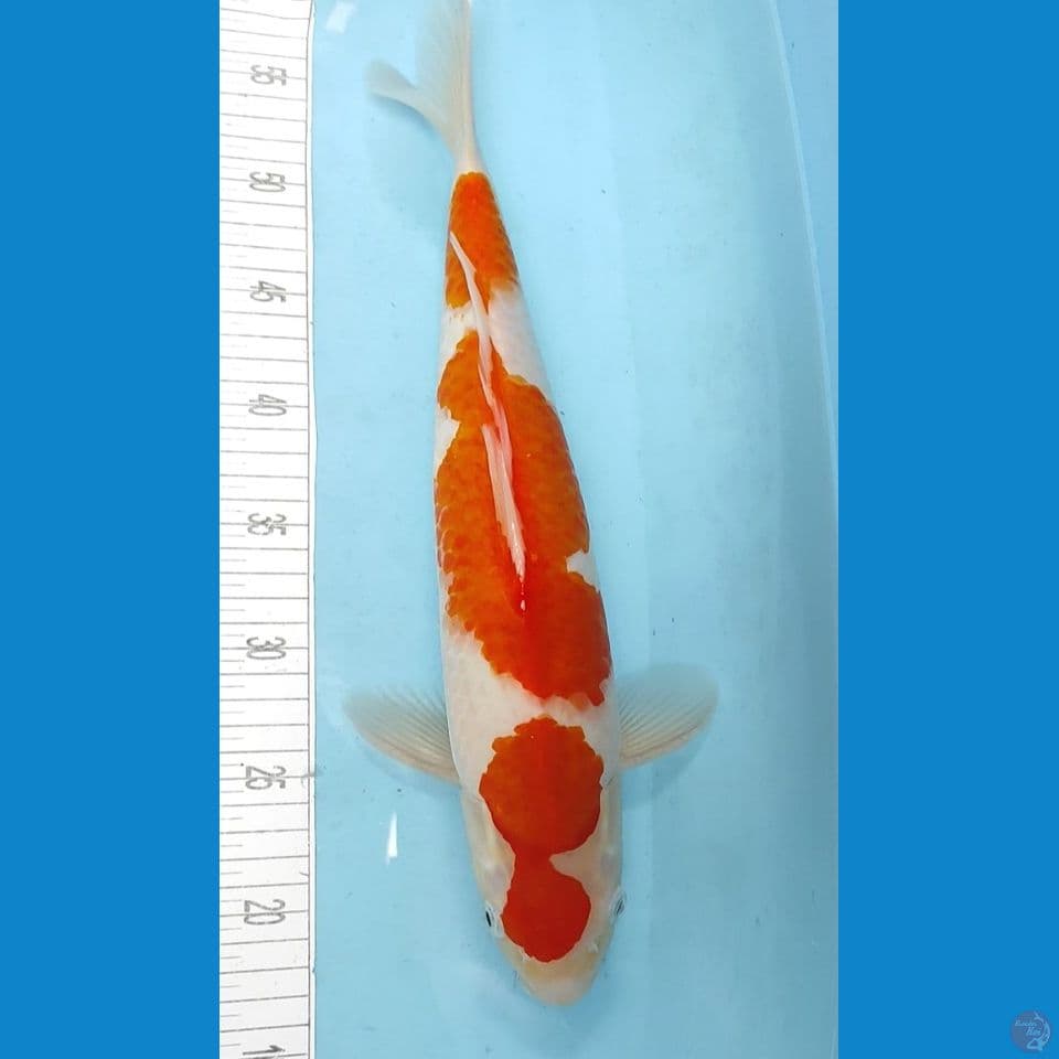40cm