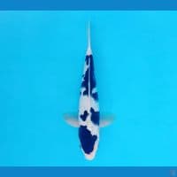FURY 1 - Budo Goromo 29 cm/male ®