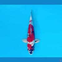 FURY 3 - Showa Gin Rin 27 cm/male ®