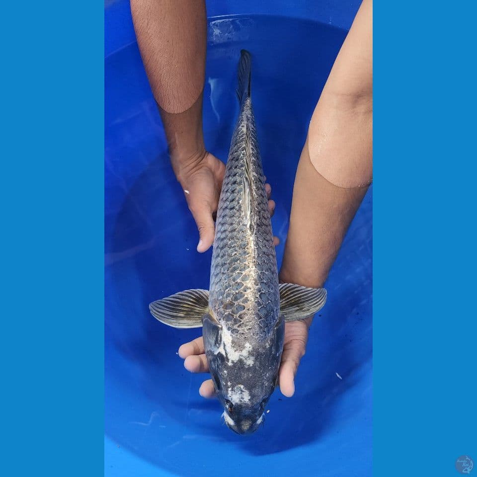 JUMBO KinMatsuba 51cm
