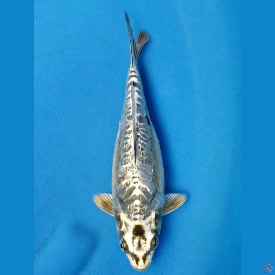 ARAGOKE GINRIN 24 CM