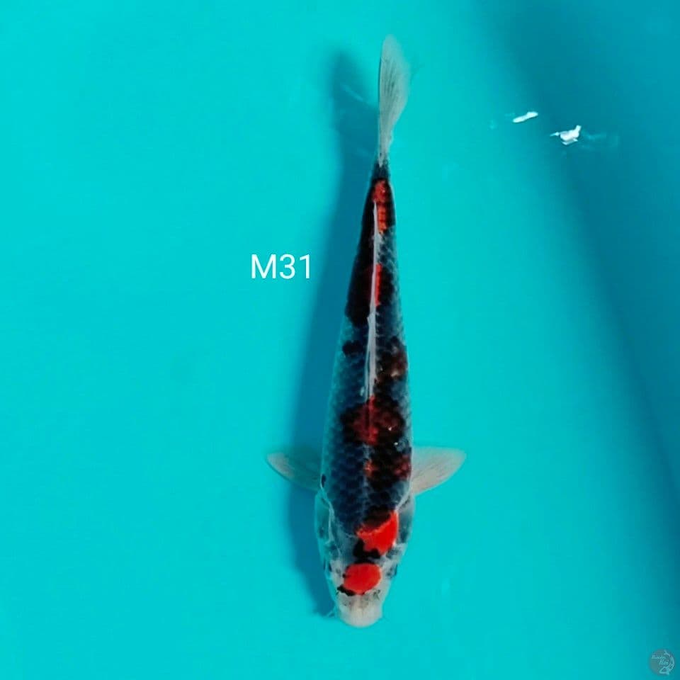 gosiki M31cm