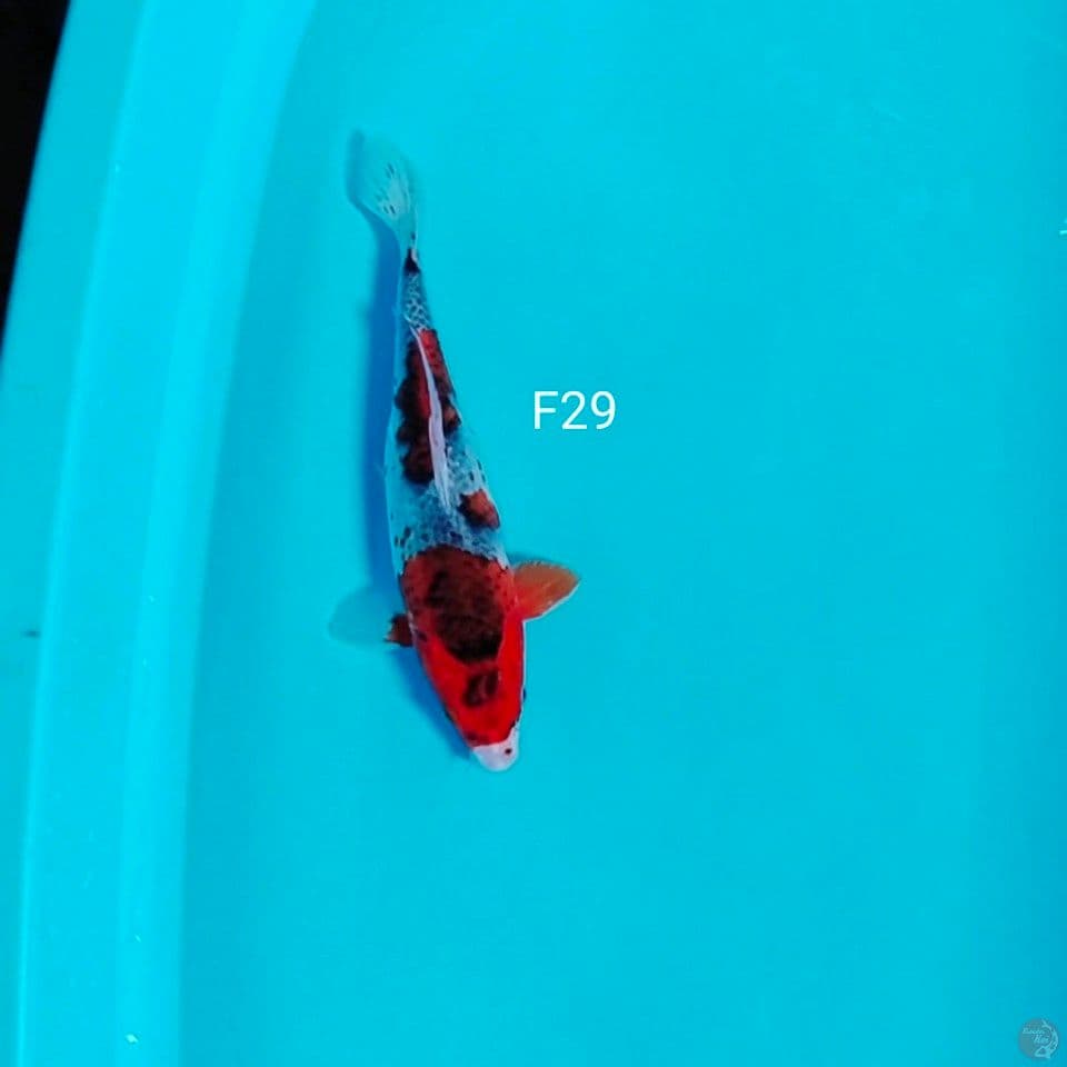 gosiki 29cm