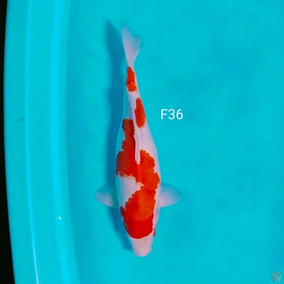 gemoy 36cm
