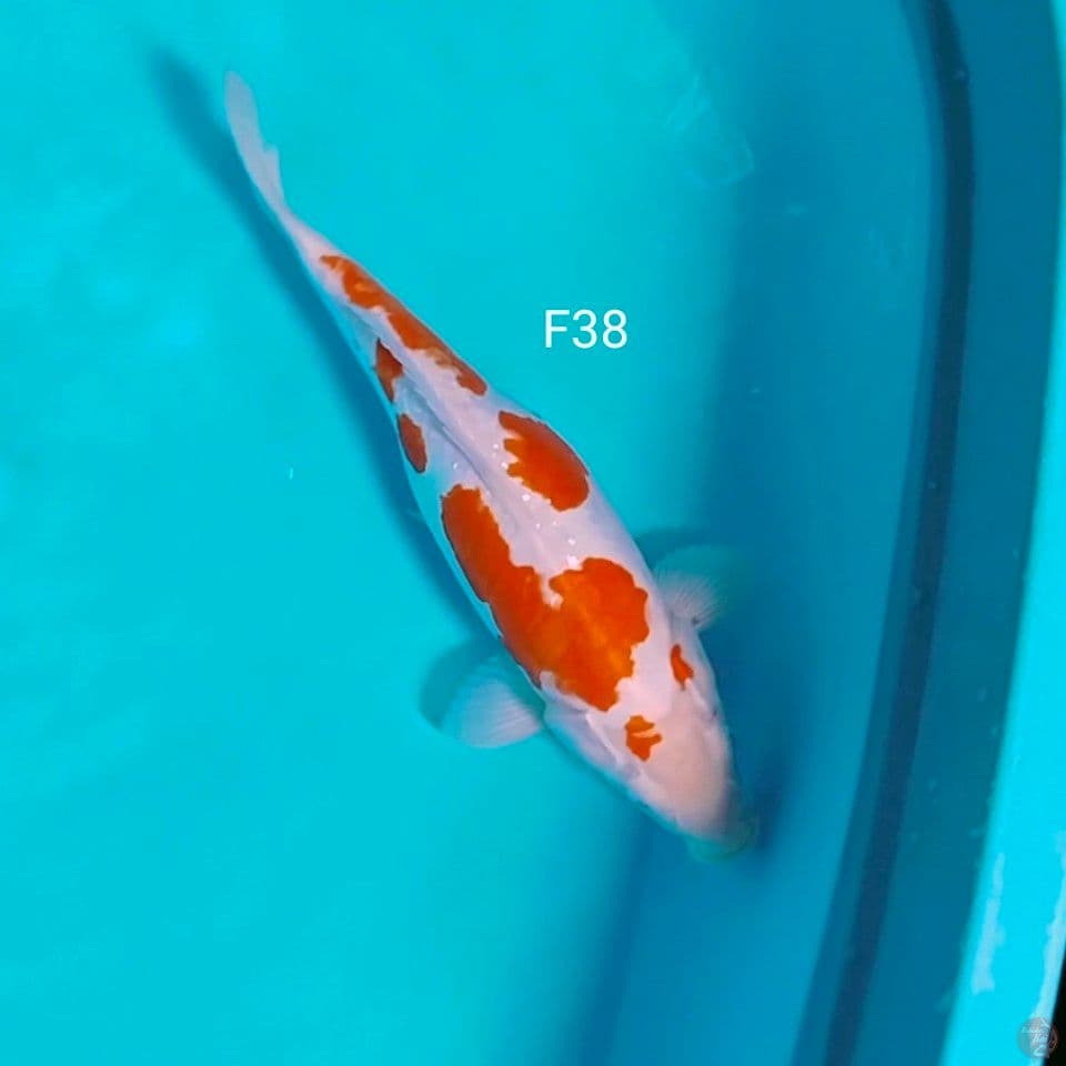 doitsu 38cm