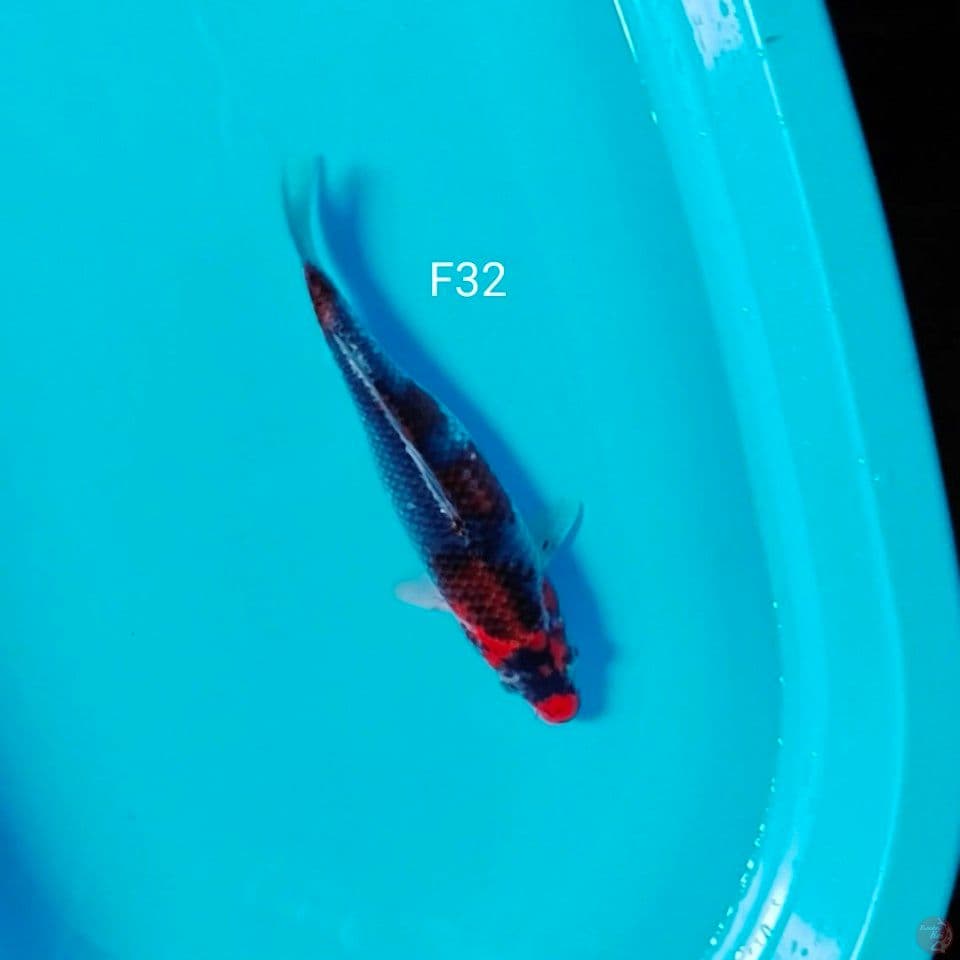 gosiki 32cm