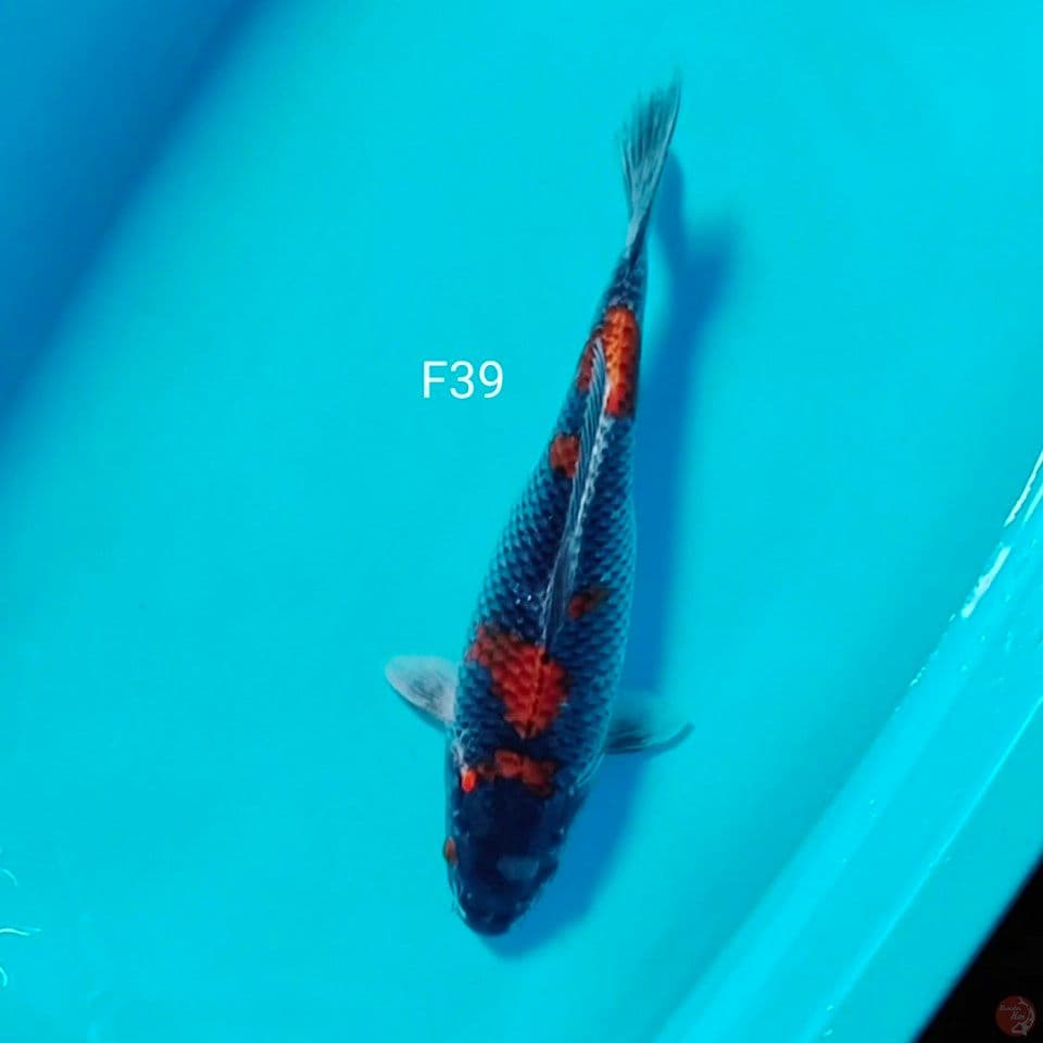 gosiki 39cm