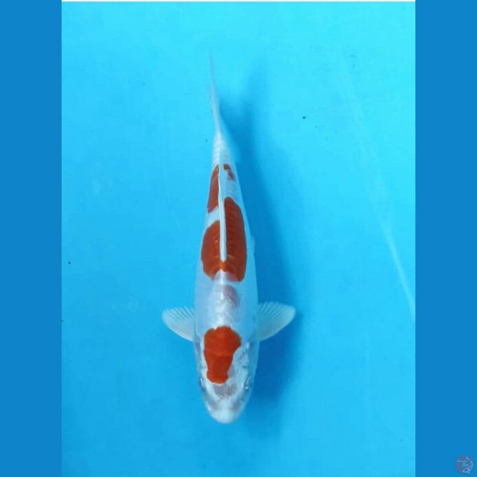 Kikushui 21cm