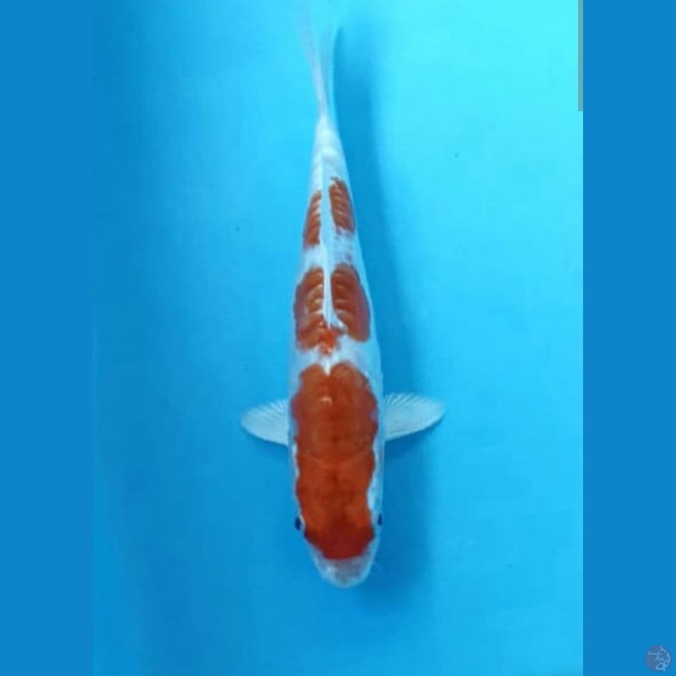 Kikushui 20cm