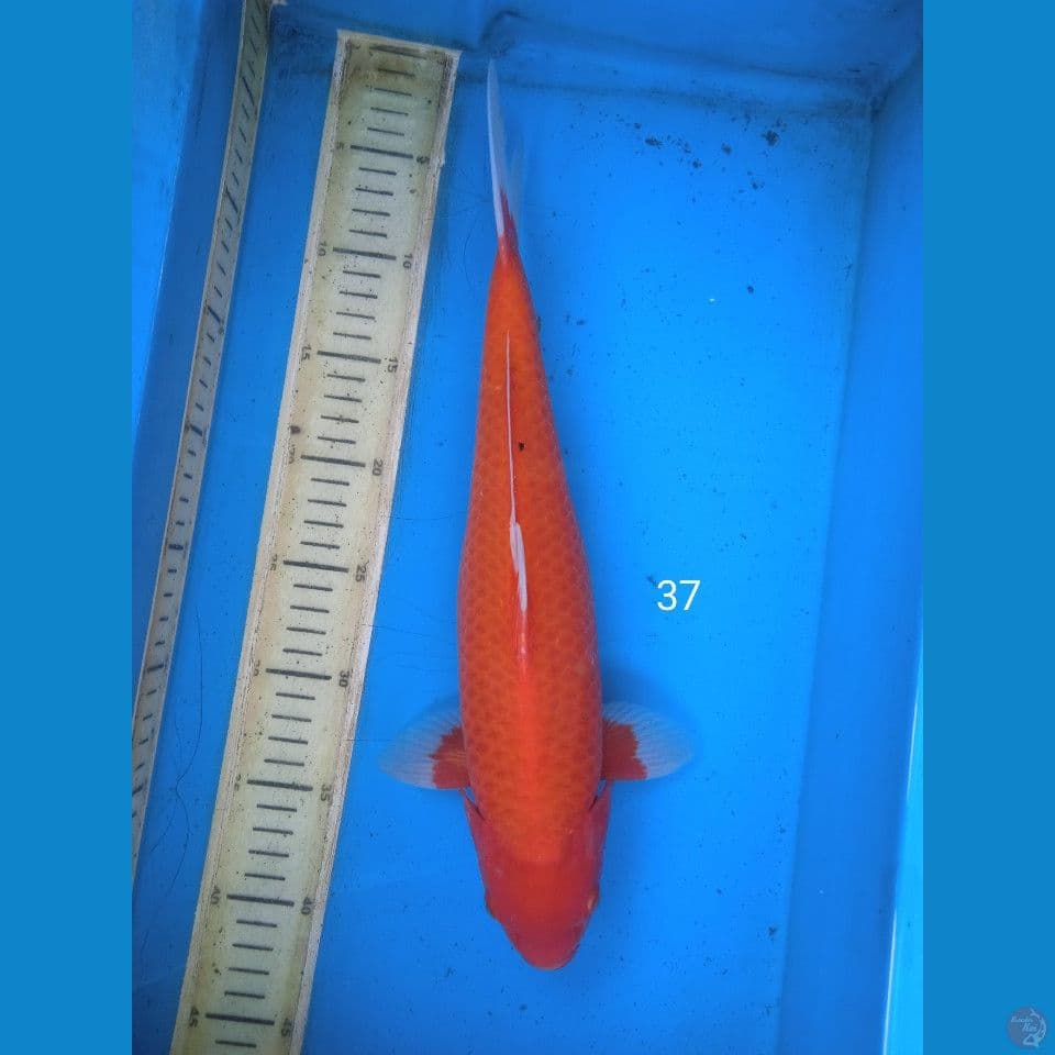 akahajiro 37cm