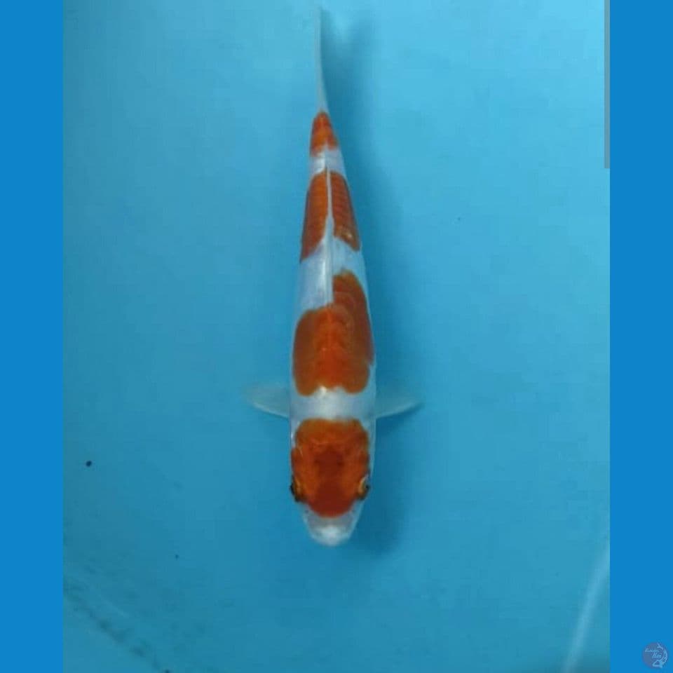 Kikushui 16cm