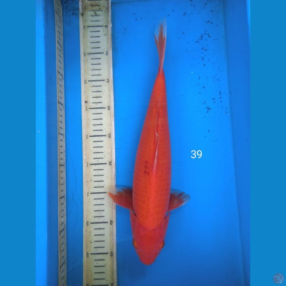 akahajiro 39cm