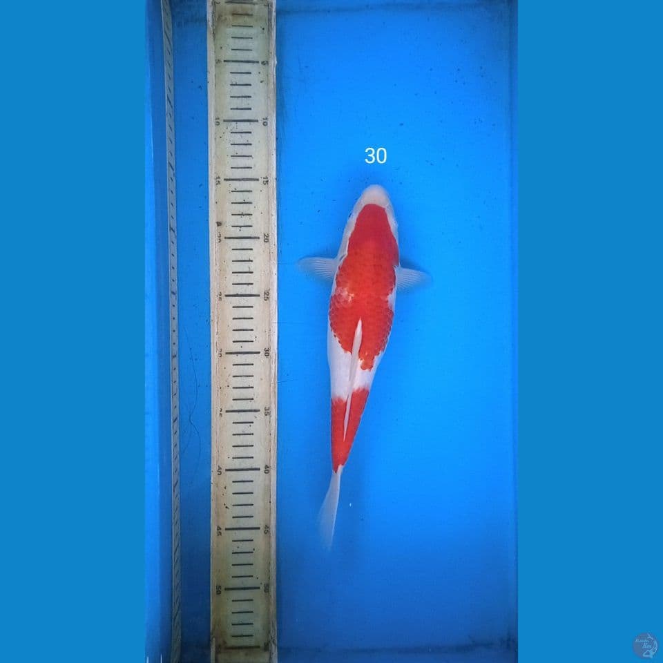 kohaku 30cm