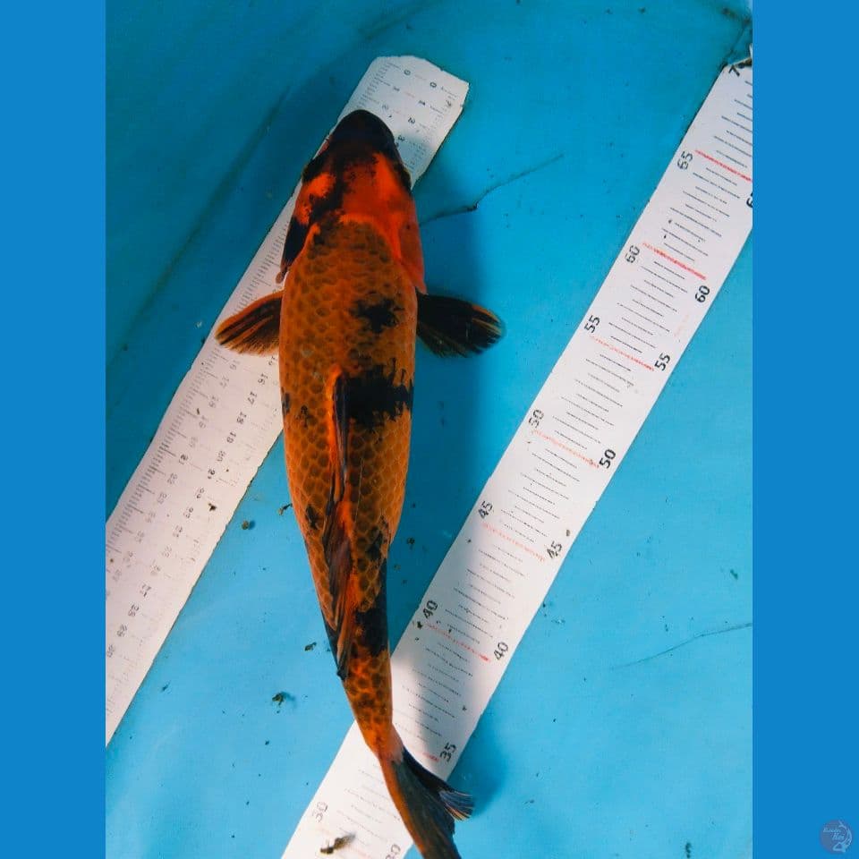 kiutsri 32 cm