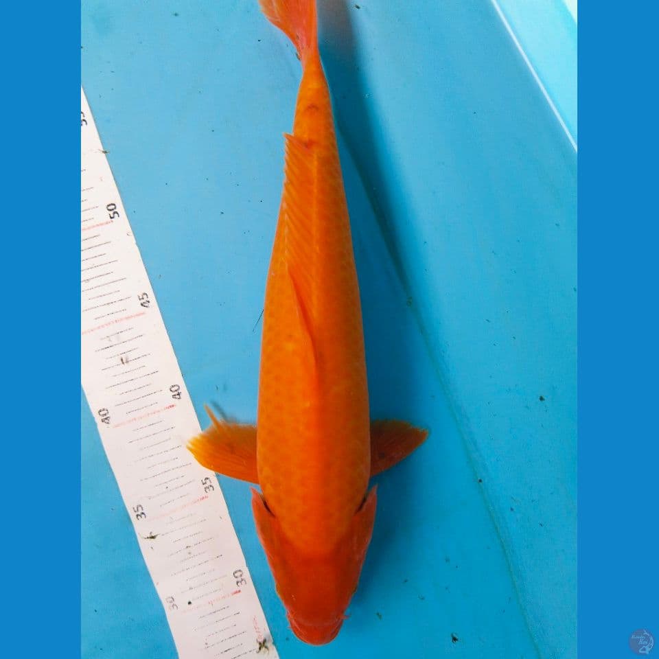 red 35cm