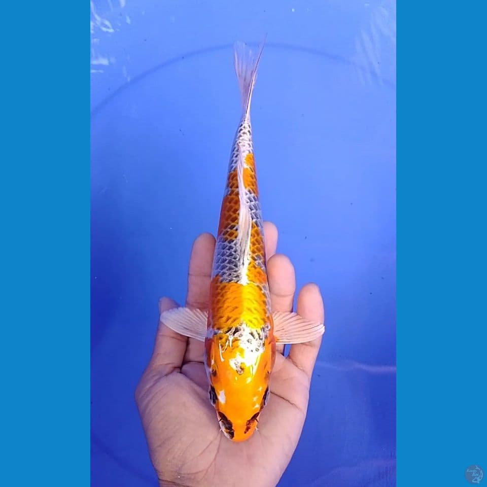 kujaku size : 24 cm.m