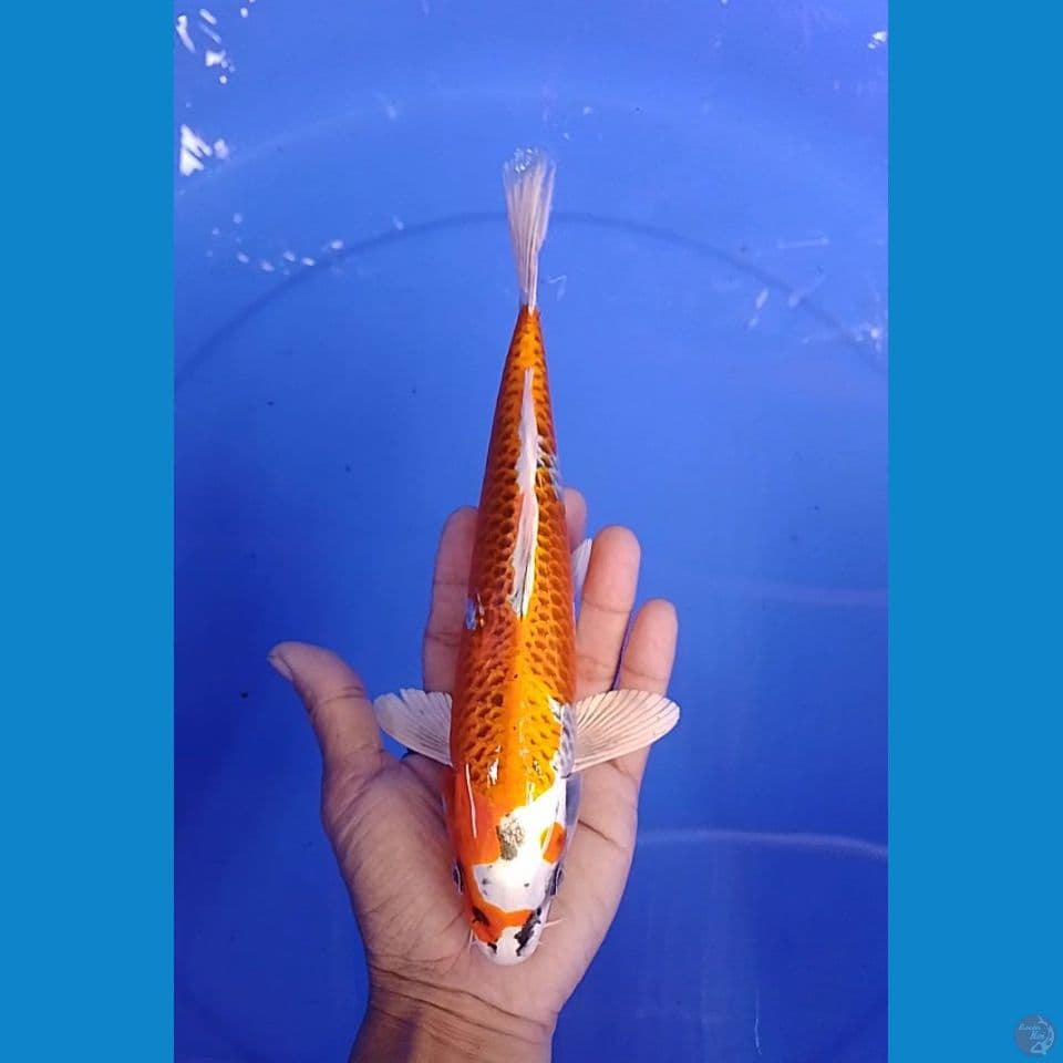 kujaku size : 25 cm.m