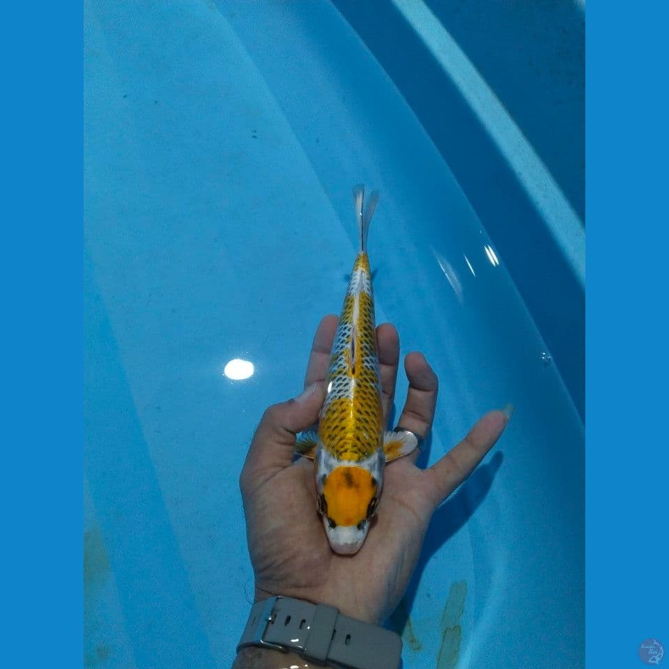 maruten kujaku 25 cm 