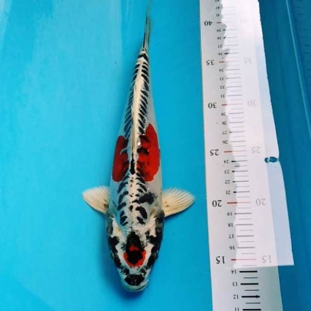 Original kikokuryu antik