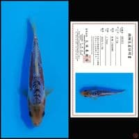 SHUSUI MARUSEI, 15CM