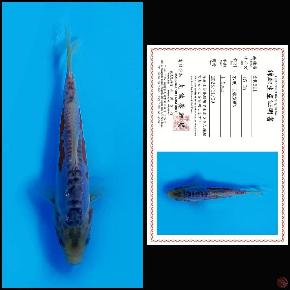 SHUSUI MARUSEI, 15CM