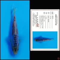 SHUSUI MARUSEI, 15CM