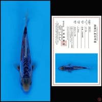 SHUSUI MARUSEI, 14CM