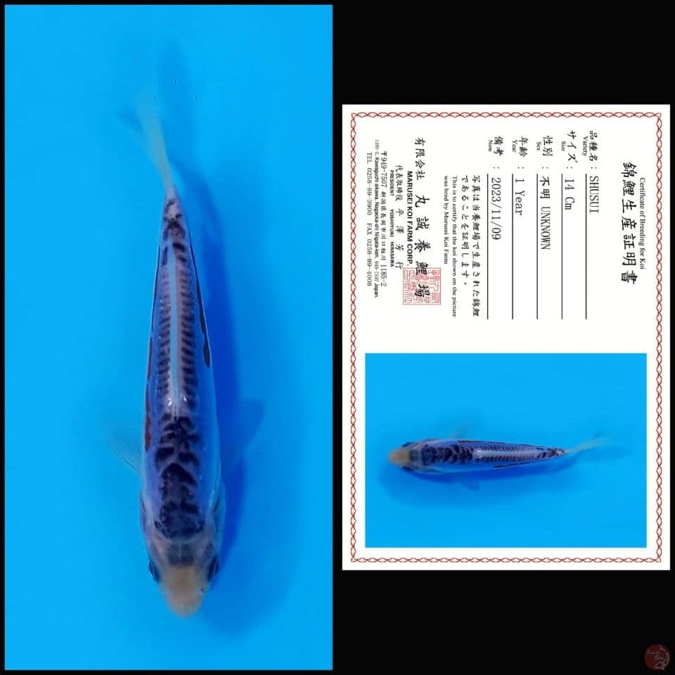 SHUSUI MARUSEI, 14CM